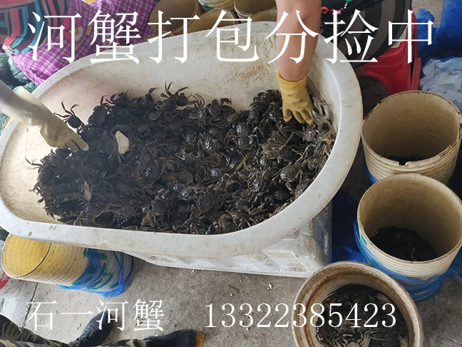 盘锦河蟹养殖基地图片