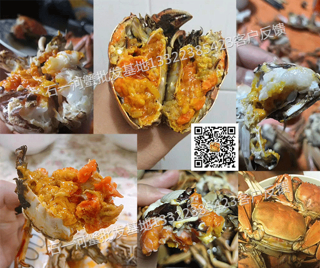 盘锦2两母河蟹最肥时候的图片